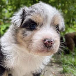 Aussiedoodles from DD's Fur Babies  farm
