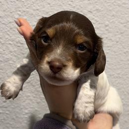 Dachshunds and Doberman Pinschers from Texas Mini Dachshunds & Dobermans