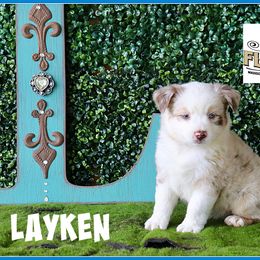 Layken - Red merle female Miniature Australian Shepherd puppy in Madisonville, Texas from Flying LL Aussies