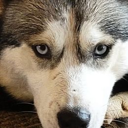 Siberian Huskies from Candace Bordas
