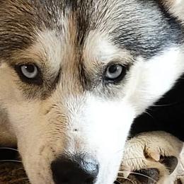 Siberian Huskies from Candace Bordas