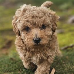 Poodle puppies from Adorable Puppy Poodles