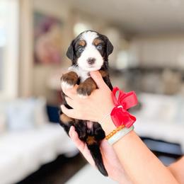 Pearl-Red - Tri-color female Bernedoodle puppy in Ontario, California from Teddy Doodles & Standard Poodles