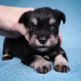 Mr. Green - Black and silver male Miniature Schnauzer puppy in Queen Creek, Arizona from Chapman Schnauzers