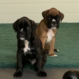 Boxer Puppies from Aleman Euro Boxers