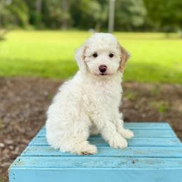 Tide - Parti male Poodle puppy in Dunn, North Carolina from Sandy Creek Kennels