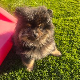 Maple - Black and tan male Pomeranian puppy in Buckeye, Arizona from BL Poms Heaven