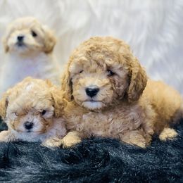 Cavalier King Charles Spaniel and Cavapoo Puppies from Northern’s Cute Cuddly Cava poo’s and Cavaliers