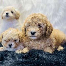 Cavalier King Charles Spaniel and Cavapoo Puppies from Northern’s Cute Cuddly Cava poo’s and Cavaliers