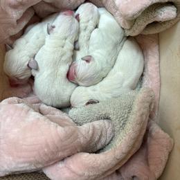 Girl 1 - Yellow female Labrador Retriever puppy in Turner, Maine from Bear Pond Retrievers