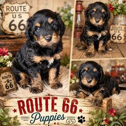 Reserved - Tri-color male Bernedoodle puppy in Delphos, Ohio from Route 66 Poodles & Doodles, Sapphire Shih-tzu's of Ohio