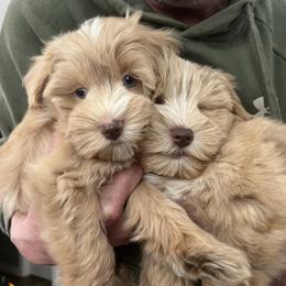 Duchess - Wheaten female Miniature Schnauzer puppy in Flint, Texas from Laurel Crown Schnauzers