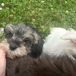 Wren - Salt and pepper female Miniature Schnauzer puppy in West Point, Nebraska from Canyon Rose Schnauzers