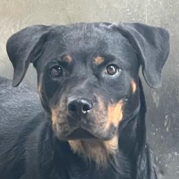 Rottweiler puppies from Blitzenhaus Working Dogs-Home of the Working Czech Shepherd and Rottweiler
