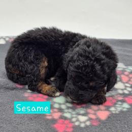 Sesame - Phantom female Bernedoodle puppy in Neillsville, Wisconsin from Granton Creek