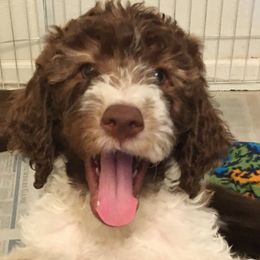 Labradoodle Puppies from AV Cares Doodles