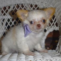 Millie - Cream and white female Chihuahua puppy in Gloucester, Virginia from Charlotte's Web of Chihuahuas