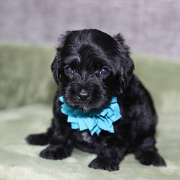 Pippi - Black female Australian Labradoodle puppy in Calhoun, Louisiana from Arrowhead Australian Labradoodles