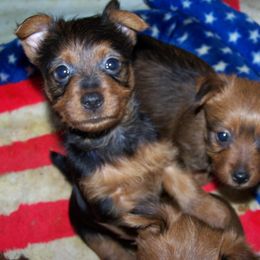 Australian Terrier Puppies from Outbackred Aussies