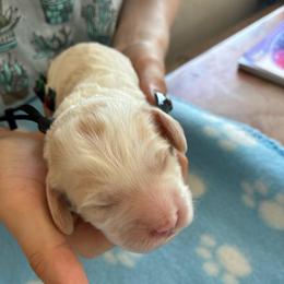 Ralph - Red and white male Cockapoo puppy in Adrian, Oregon from ApplebyFarm