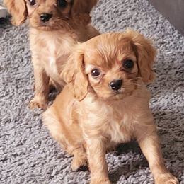 Cavalier King Charles Spaniels from Newton County Cavaliers LLC