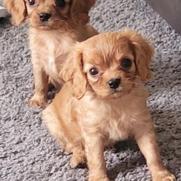 Cavalier King Charles Spaniels from Newton County Cavaliers LLC