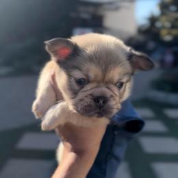 Kallax Cubby - Blue fawn male French Bulldog puppy in Cedar Hill, Texas from Puppy Paper House