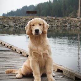 Golden Retriever Puppies from DoubleTake Goldens