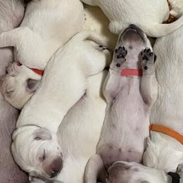 Labrador Retriever Puppies from Triple Threat Labradors