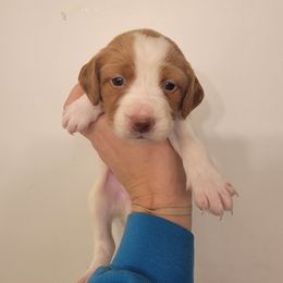 Male 5 - Orange and white male Brittany puppy in Rhoadesville, Virginia from HOMESCHOOLED BRITTANYS LLC