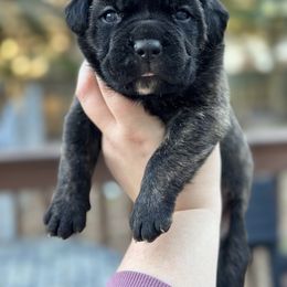 Cane Corso Puppies from Coastal View Kennels