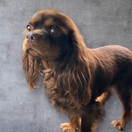 Hershey - Cavalier King Charles Spaniel