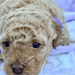 Poodle Puppies from Pet Guardian Smart Kennels, LLC