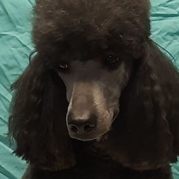 Sasha - Poodle