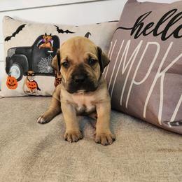 Green collar - Fawn Boerboel puppy in Royse City, Texas from Leontix Boerboels