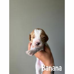 Banana - Parti male Goldendoodle puppy in Smithfield, Kentucky from KBK9 Kennels