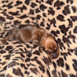 Possible shaded cream or red - Cream male Dachshund puppy in Canastota, New York from Diamond Dachshunds