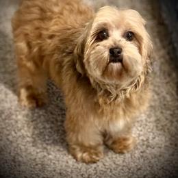 Raaina - Havanese