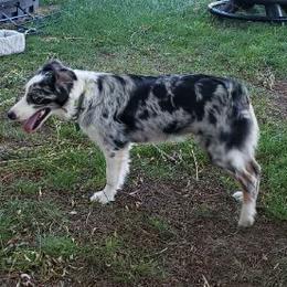 Storm - Australian Shepherd