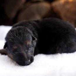 Enzo - Black and red male German Shepherd puppy in Youngsville, North Carolina from Di casa Esperanza