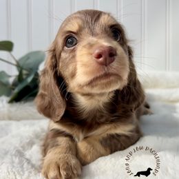 Chocolate Cream - Chocolate and cream female Dachshund puppy in Nampa, Idaho from Long_and_Low_Dachshunds