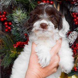 Willie - Brown and white male Cockapoo puppy in Ellensburg, Washington from Dawn to Dusk Cockapoos