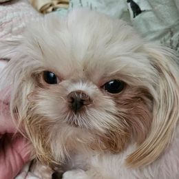 Lacee - Shih Tzu