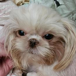 Lacee - Shih Tzu
