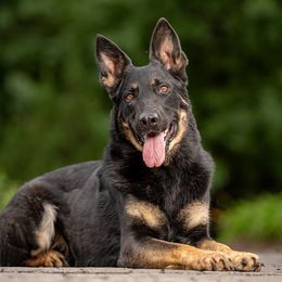 Pharaoh - German Shepherd