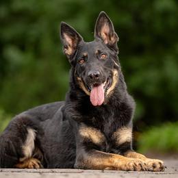 Pharaoh - German Shepherd