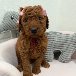 Burgundy - Red  female Goldendoodle puppy in Bakersfield, California from Lavish Doodles