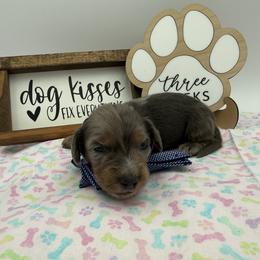 Cash - Blue and tan male Dachshund puppy in Waseca, Minnesota from Dragonfly Doxies
