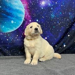 Aurora - Light golden female Golden Retriever puppy in Adair, Oklahoma from Rejoice Retrievers