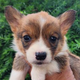 Birch - Sable male Pembroke Welsh Corgi puppy in Sidney, Ohio from Cozy Corgi Ranch